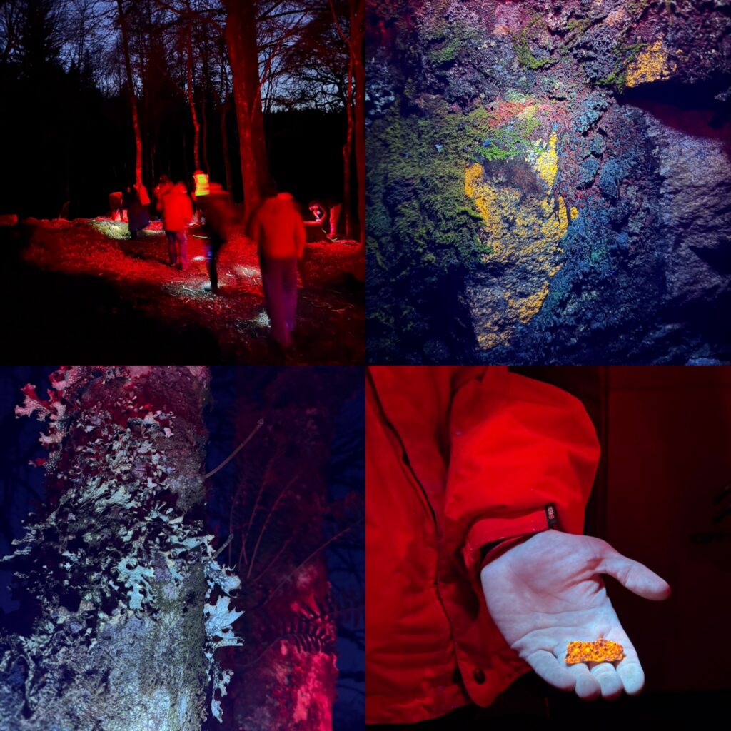 Reveal nature biofluorescence walk